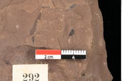 Foto (Detailansicht) von Pinus oceanines Unger (NHMW-GEO-2024-0188-0292)